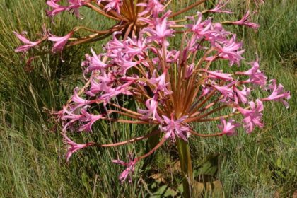 Brunsvigia radulosa (Photograph by Gerrit van Ede)